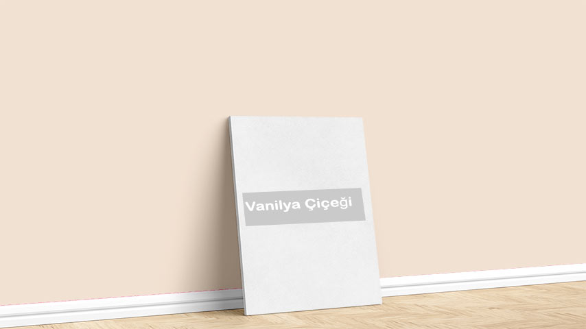 Görselde, Kırmızılar renk paleti içinde bulunan Marshall Vanilya Çiçeği isimli kırmızı iç cephe boya rengi ile boyanmış bir duvar var.