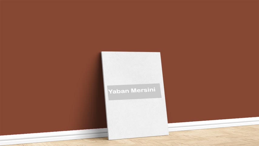 Görselde, Turuncular renk paleti içinde bulunan Marshall Yaban Mersini isimli iç cephe boya rengi ile boyanmış bir duvar var.